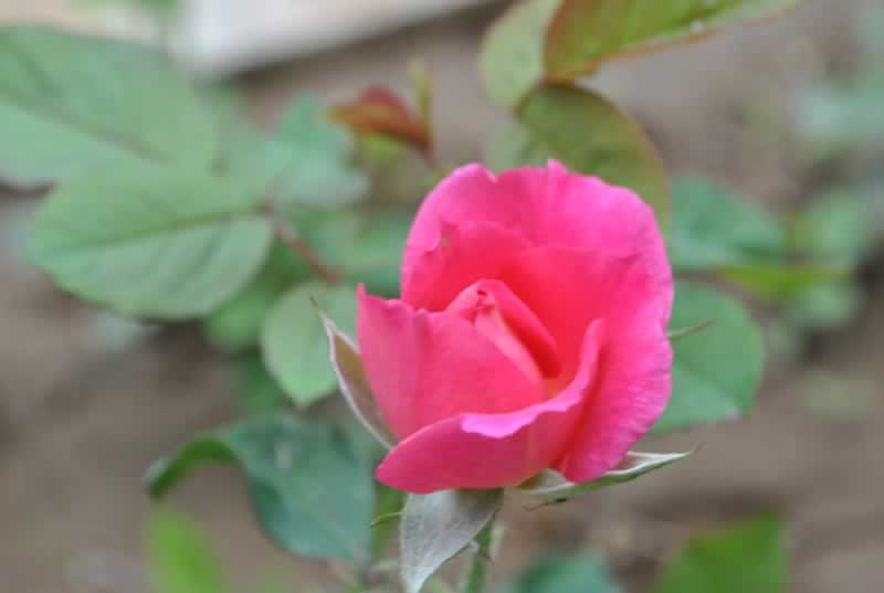 һ֧ ӰL(fng)^(q)[